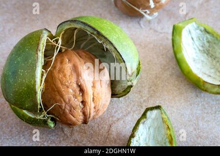 Walnuts in a green shell on the table Stock Photo