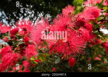 Red powderpuff flowers Stock Photo