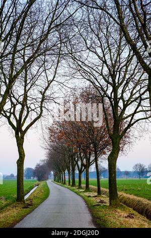 Country Road between the trees and fields Stock Photo