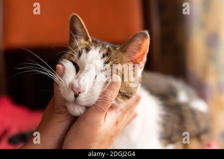 Touch and stroke a cat at home Stock Photo