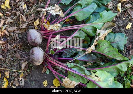 Ripe beets on the ground Stock Photo