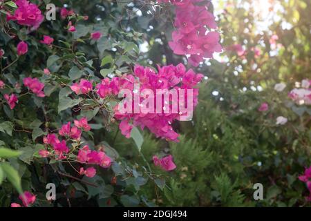 Pink bougainvillea blooming against the blue sky Stock Photo