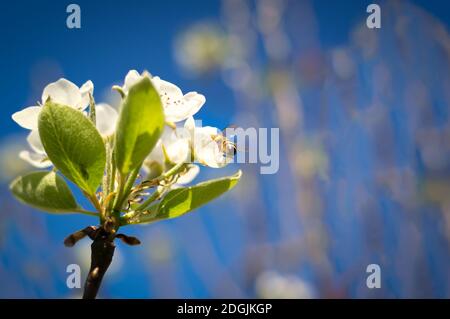 Bee pollinating white apple blossoms on a sunny day Stock Photo