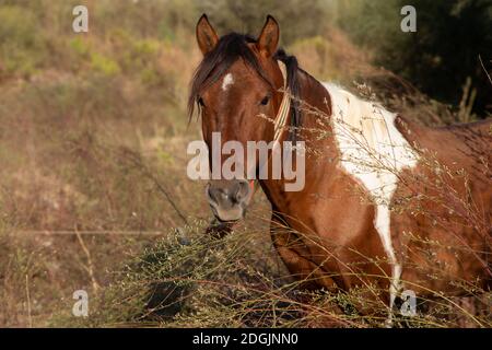 Beautiful Head portrait of a young Brown and white horse stallion on ranch Stock Photo