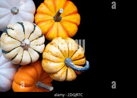 Collection of little mini Pumpkins on black background Stock Photo