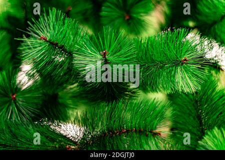Close-up view from front. Background is in disfocus. Small depth of field. Stock Photo