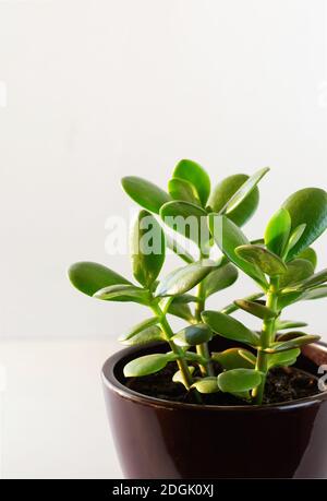 Houseplant Crassula ovata in a ceramic pot . Money Tree plant for home. Indoor plant. Vertical crop. Copy space. Stock Photo