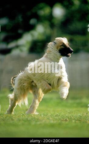 Afghan Hound, Adult running Stock Photo
