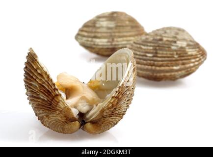 Clams, venus verrucosa, Shells against White Background Stock Photo