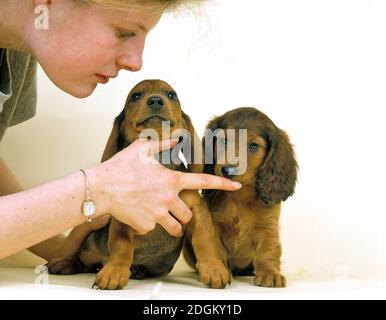 Smooth-Haired and Long-Haired Dachshund, Puppies with Woman Stock Photo