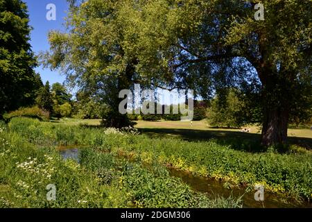Stream running through Hughenden Park, Hughenden, High Wycombe, Buckinghamshire, UK Stock Photo