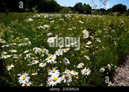 Giant daisies growing in the wild flower meadow at Downley Common, High Wycombe, Buckinghamshire, UK Stock Photo