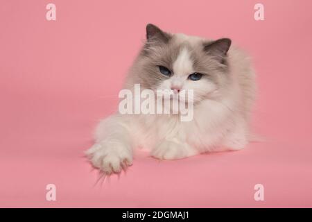 Ragdoll cat lying down with blue eyes looking  at the camera on a pink background Stock Photo