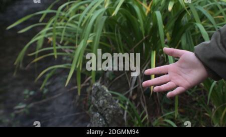 A selective focus of child's hand palm on blurred background of plants - concept of nature exploring Stock Photo