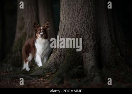 Cute miniture american shepherd dog between large trees in a dark forest Stock Photo