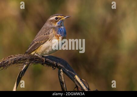 Pettazzurro; Bluetroath; Luscinia svecica cuanecula Stock Photo