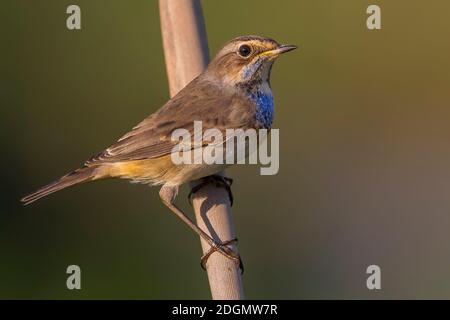 Pettazzurro; Bluetroath; Luscinia svecica cuanecula Stock Photo