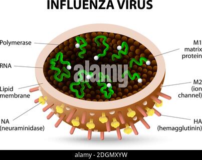 Structure of influenza virus. virion. Vector diagram Stock Vector