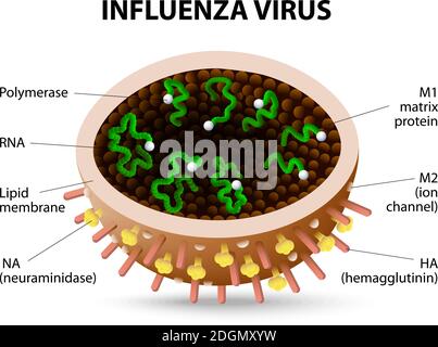 Diagram of an H1N1 swine flu virus particle with section labels Stock ...