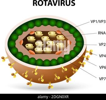 rotavirus or rota virus virion. Rota virus causing acute gastroenteritis in birds, mammals and humans. Stock Vector
