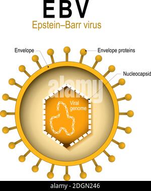 Epstein–Barr virus (EBV). human herpesvirus 4 (HHV).  diagram of the structure of human herpes virus. the cause of infectious mononucleosis and cancer Stock Vector