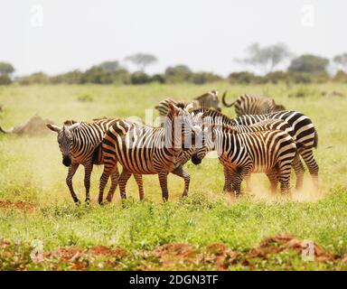 Zebras in Tsavo East National Park, Kenya, Africa Stock Photo