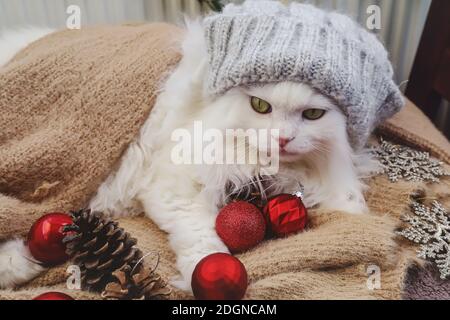 White Persian cat with hat in winter cozy composition. Stock Photo