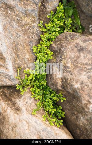 green moss on stone Stock Photo
