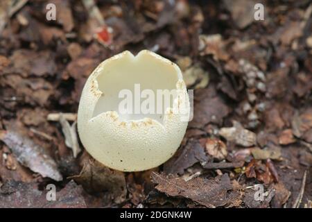 Tarzetta catinus, also called Galactinia pustulata or Peziza pustulata, commonly known as Greater Toothed Cup fungus, wild mushroom from Finlnad Stock Photo