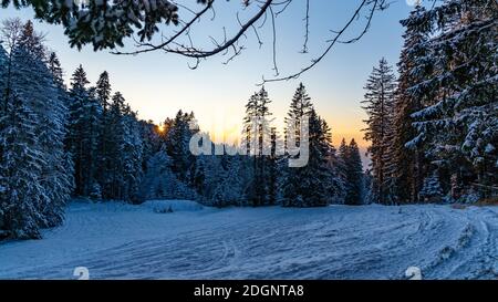 Im frisch verschneiten Tannenwald, auf einer Waldlichtung, schneebedeckter Tannenwald, snowy forest, sunset in the forest, wonderful lighting mood Stock Photo