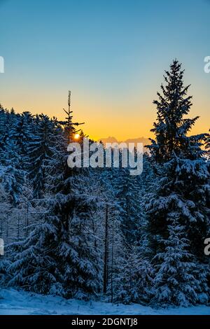 Im frisch verschneiten Tannenwald, auf einer Waldlichtung, schneebedeckter Tannenwald, snowy forest, sunset in the forest, wonderful lighting mood Stock Photo