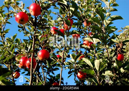 Apples on a Tree Stock Photo
