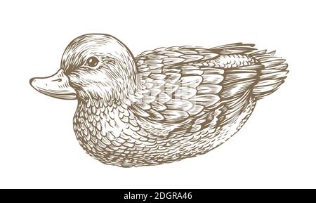 Duck drawn sketch, Waterfowl, bird vintage vector illustration Stock Vector