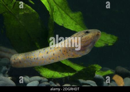 Asian Swamp Eel, Monopterus javanensis, swamp eel Stock Photo