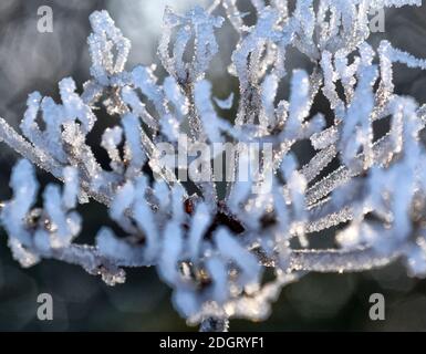 close up of hogweed with ice crystals Stock Photo