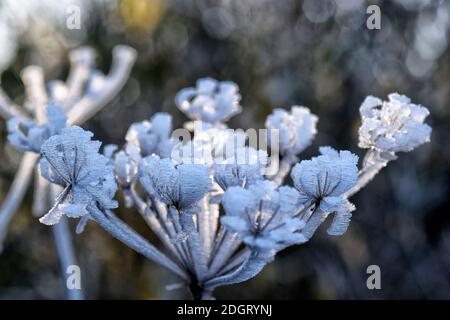 close up of hogweed with ice crystals Stock Photo
