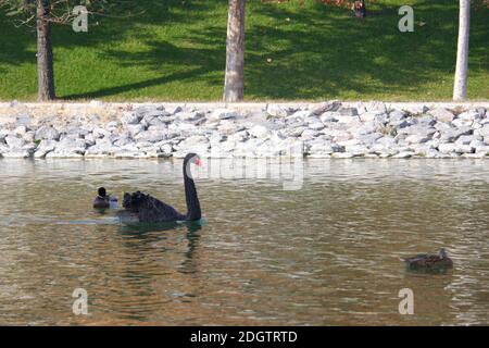 Black Swan Swimming at Sunset Stock Photo