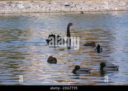 Black Swan Swimming at Sunset Stock Photo