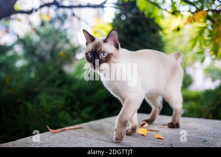 A home cat on a leash in the garden. Blue eyed male Cat of Breed Mekong Bobtail. Beautiful breed cat Mekongsky Bobtail. pet on a Stock Photo