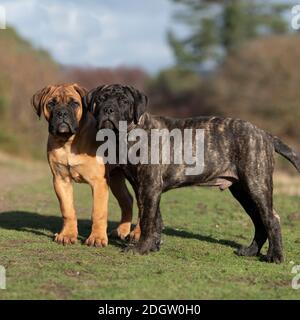bullmastiff puppies Stock Photo
