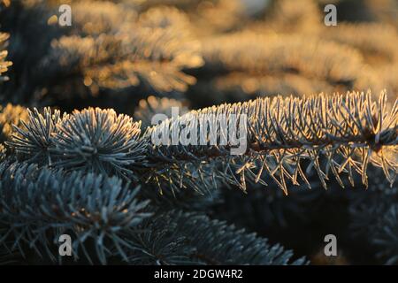 Dawn in the fir forest. Spruce branch covered hoarfrost in pink golden morning light in winter. Natural background of fluffy branches of blue spruce. Stock Photo