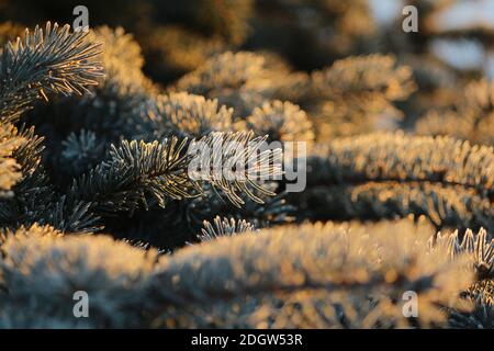 Fluffy golden branches of blue spruce sparkle with hoarfrost in the pink rays of the rising sun. Winter nature background and texture of spruce branch Stock Photo