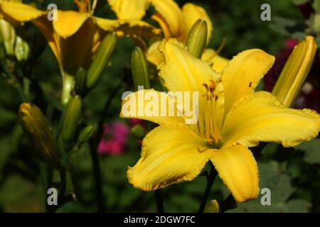 Yellow Finch Daylilies spiders. yellow daylilies bloom in the open. Stock Photo