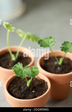 Small seedling plants growing in three clay pots with fertile soil Stock Photo