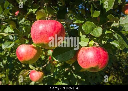 Rosy red ripe apples on a Malus domestica Howgate Wonder tree in an English garden in October Stock Photo