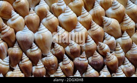 The shell of dog conch, a species of edible sea snail, arranged neatly in a beautiful pattern. Stock Photo
