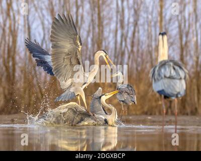 Two Grey herons fighting over territory at Lake Csaj, Kiskunsagi National Park, Pusztaszer, Hungary. February. The Grey Heron is a predatory bird livn Stock Photo