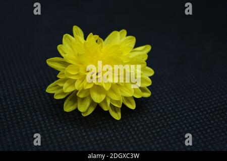 A graceful yellow chrysanthemum flower is located on a fabric background. Stock Photo