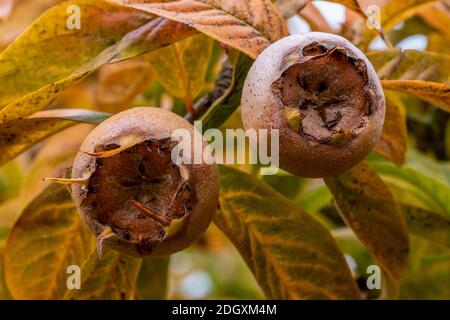 Close up of two organic golden brown ripe fruits of Medlar, Mespilus germanica, on tree in late autumn with green, yellow, brown autumnal leaves. Stock Photo