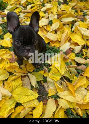 Black French Bulldog Puppy In Autumn Leaves Stock Photo